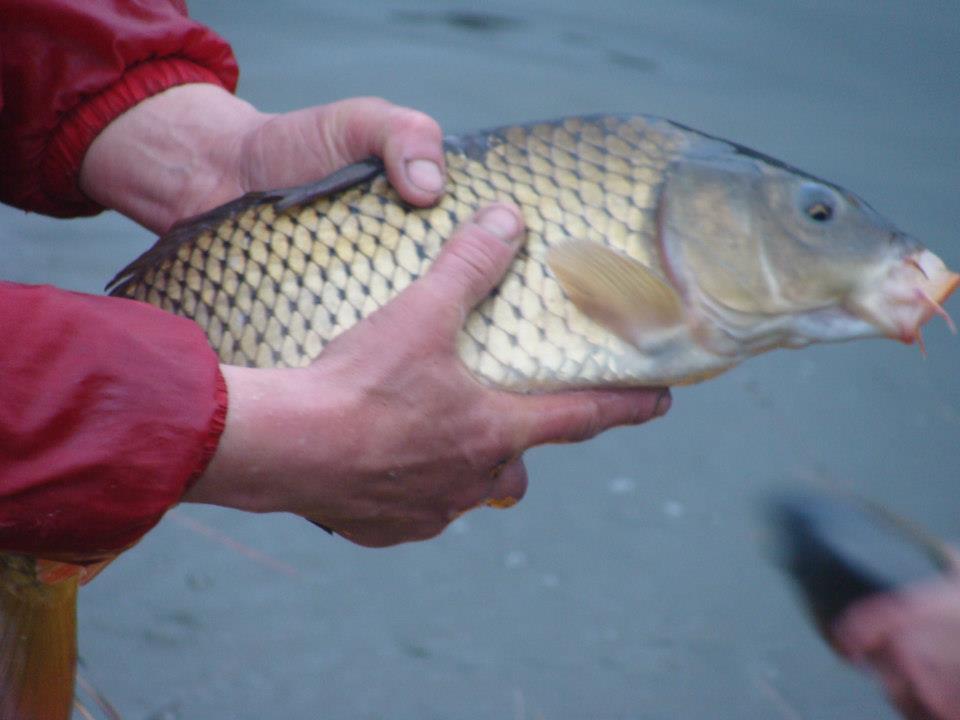 Populare Balta Cristian  - 5438851104924924806491145406607n.jpg